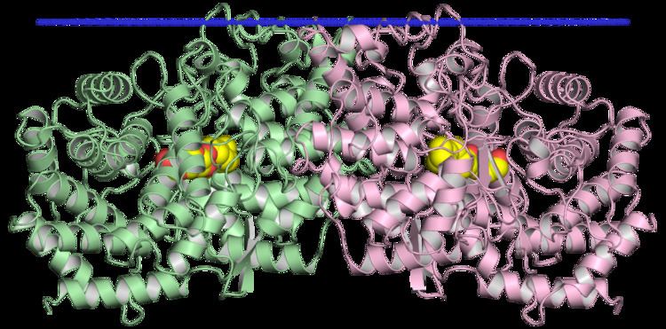 Squalene-hopene cyclase