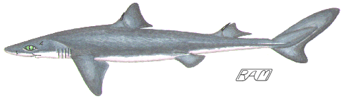 Squalidae Guide to Shark Identification Squaliformes