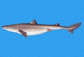 Squalidae Squalidae Dogfish Sharks Discover Life