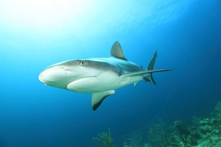Squaliformes Shark Defenders ACTION ALERT Testimony needed to add Squaliformes