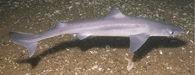 Squaliformes Today39s Lesson Sharks Album on Imgur