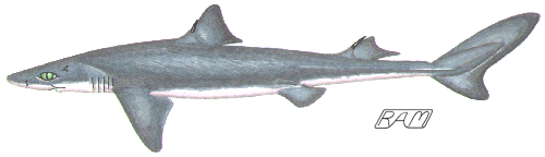 Squaliformes Squaliformes Dogfish Sharks