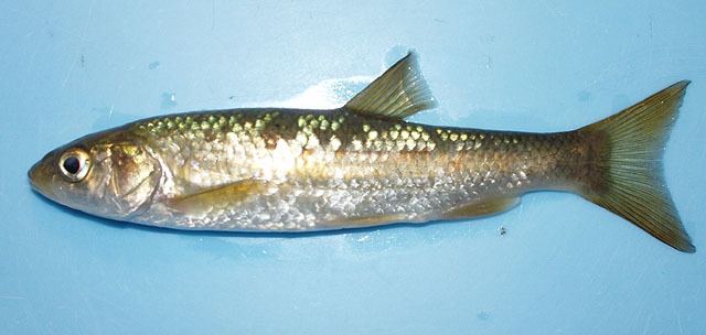 Squalius Fish Identification
