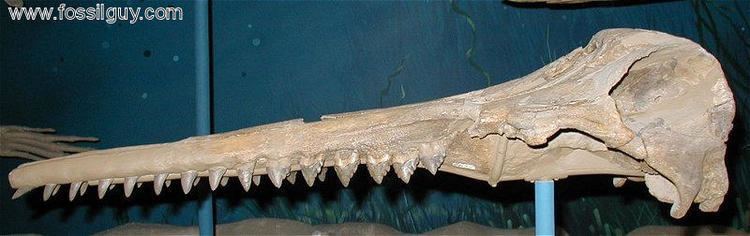 Squalodon Squalodon The Prehistoric Shark Toothed Whale