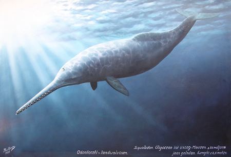 Squalodon Evolution of Whales Squalodon OurStorycom Capture your stories