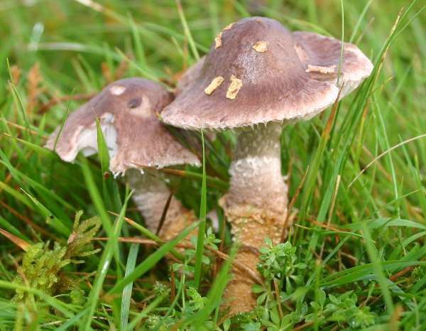 Squamanita Squamanita paradoxa Powdercap Strangler mushroom