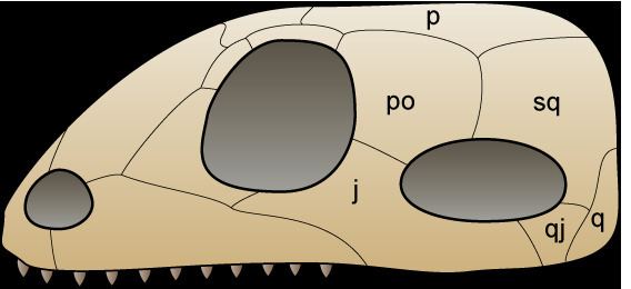 Squamosal bone