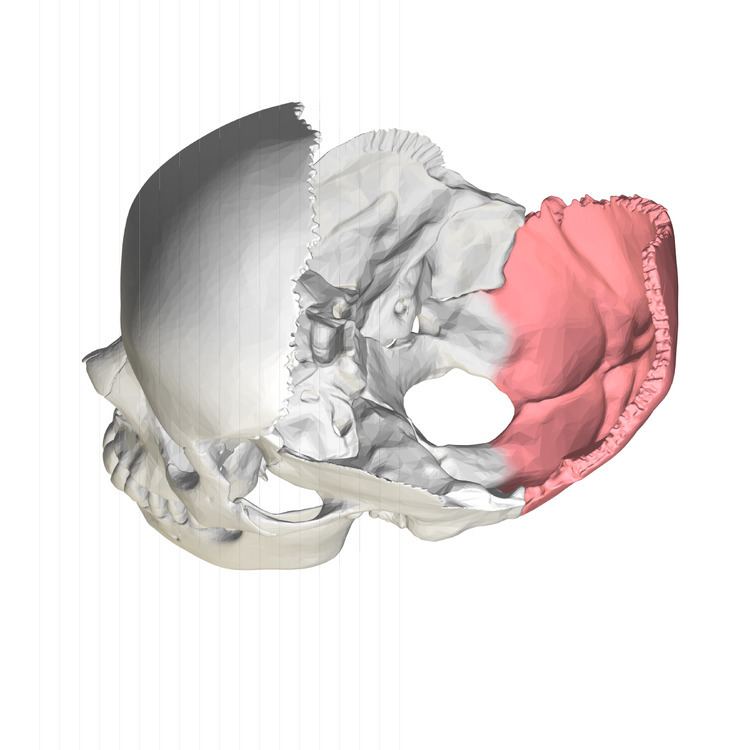 Squamous part of occipital bone