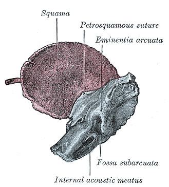 Squamous part of temporal bone