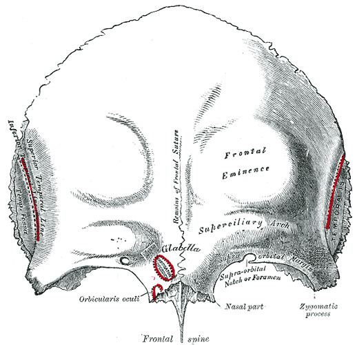 Squamous part of the frontal bone
