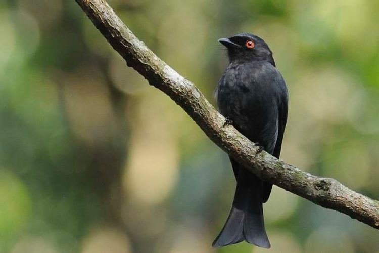 Square-tailed drongo Squaretailed Drongo