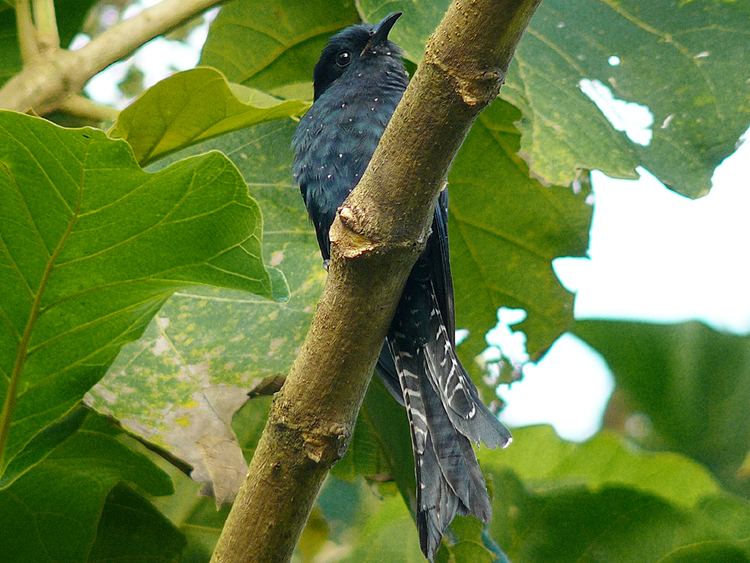 Square-tailed drongo-cuckoo Forktailed drongocuckoo Wikipedia