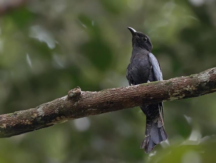 Square-tailed drongo-cuckoo Squaretailed Drongocuckoo Surniculus lugubris videos photos and