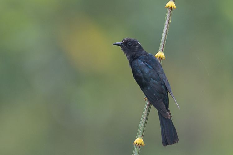 Square-tailed drongo-cuckoo Squaretailed DrongoCuckoo Singapore Birds Project