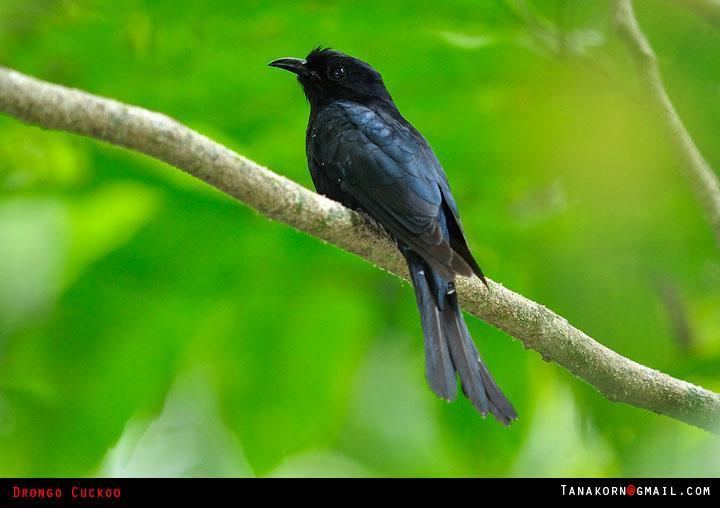 Square-tailed drongo-cuckoo Squaretailed Drongocuckoo Surniculus lugubris videos photos and