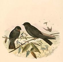 Square-tailed saw-wing httpsuploadwikimediaorgwikipediacommonsthu