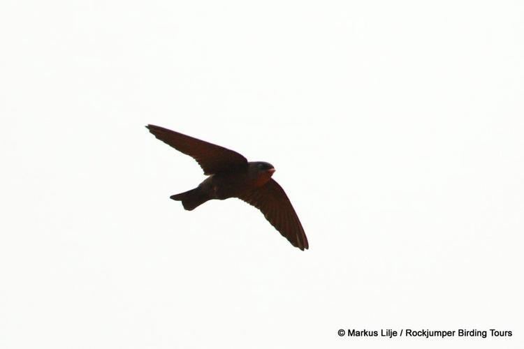 Square-tailed saw-wing Squaretailed Sawwing Psalidoprocne nitens videos photos and