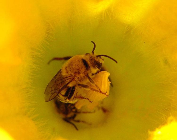 Squash bee Squash Bees