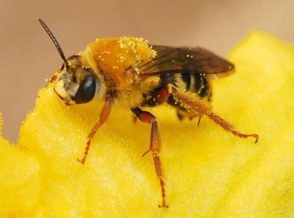 Squash bee Bee