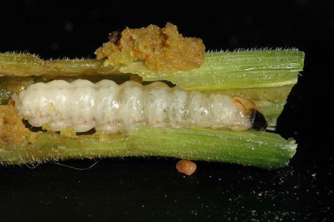 Squash vine borer Squash vine borer management in home gardens Insects University