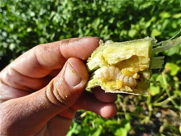 Squash vine borer Squash Vine Borer How to Identify and Get Rid of Garden Pests The