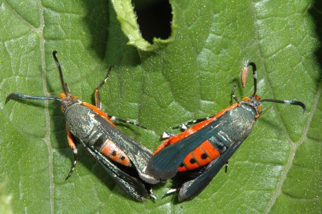 Squash vine borer wwwextensionumnedugardeninsectsfindsquashv