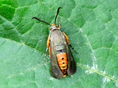 Squash vine borer Biology and Management of Squash Vine Borer in Organic Farming