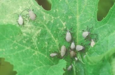 Squash vine borer Squash Vine Borer and Squash Bug Entomology