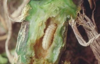 Squash vine borer Squash Vine Borer and Squash Bug Entomology