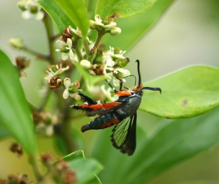 Squash vine borer Squash Vine Borer How to Identify and Get Rid of Garden Pests The