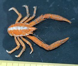 Squat lobster httpsuploadwikimediaorgwikipediacommonsthu