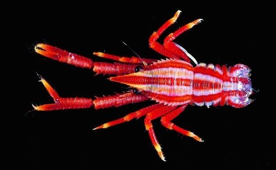 Squat lobster Squat lobsters colorful kings of the ocean floor Smithsonian Insider