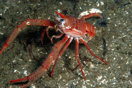 Squat lobster 1000 images about Squat Lobster on Pinterest Crabs Lobsters and