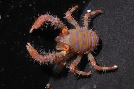 Squat lobster Squat lobster