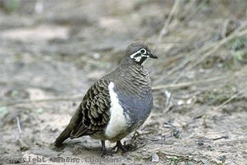 Squatter pigeon Squatter Pigeon Australian Birds photographs by Graeme Chapman