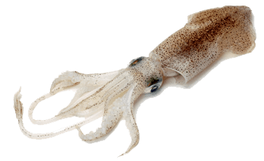 Squid Squid Facts and Information