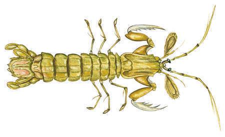 Squilla empusa Stock Illustration Mantis shrimp Squilla empusa