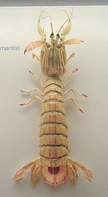 Squilla mantis httpsuploadwikimediaorgwikipediacommonsthu