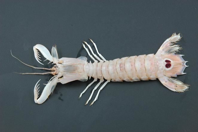 Squilla mantis Mantis Shrimp Seacore Seafood Products