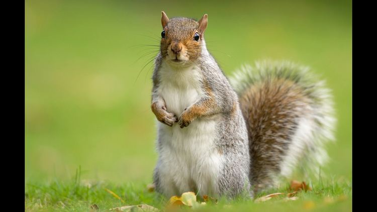 Squirrel Eastern Gray Squirrel