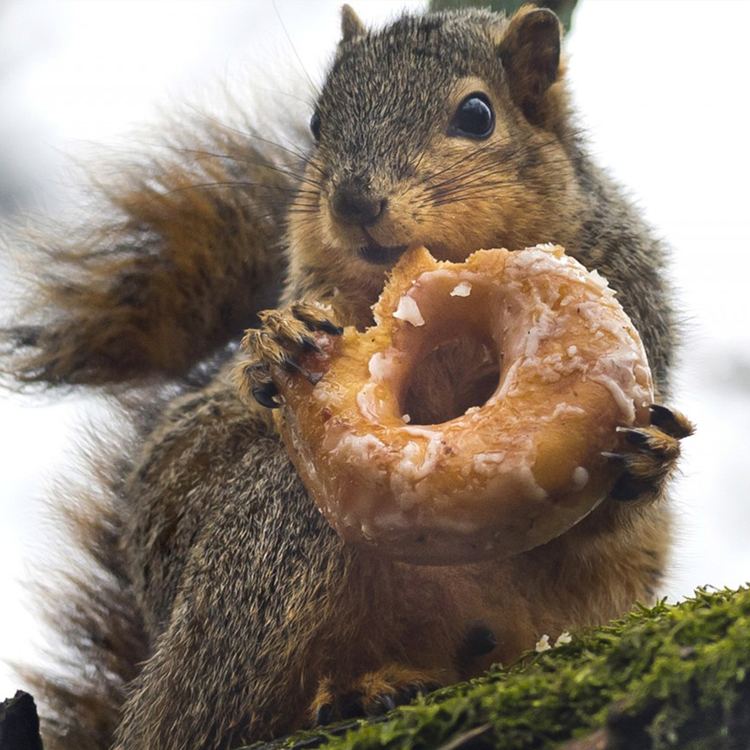 Squirrel Squirrel Nuts About Health South Kensington