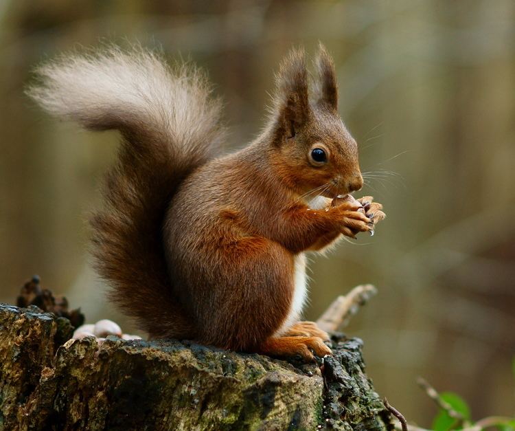 Squirrel Red squirrel Wikipedia