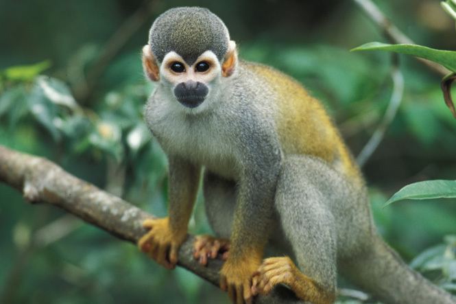Squirrel monkey Squirrel Monkey Facts History Useful Information and Amazing Pictures