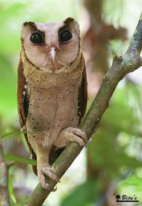 Sri Lanka bay owl Sri Lanka Bay Owl Phodilus assimilis Information Pictures