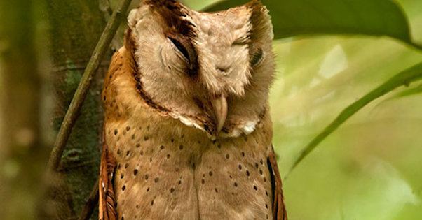 Sri Lanka bay owl Sri Lanka Bay Owl Phodilus assimilis Picture 2 of 4 The Owl Pages