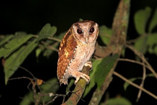 Sri Lanka bay owl Sri Lanka Bay Owl BirdForum Opus