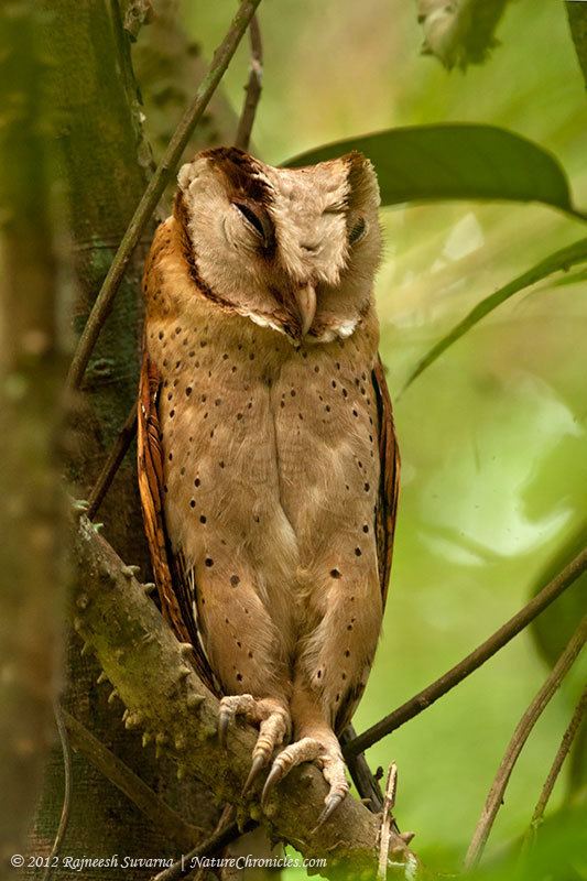 Sri Lanka bay owl Sri Lanka Bay Owl Phodilus assimilis Information Pictures