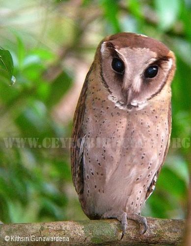Sri Lanka bay owl Ceylon Bird Club Birds of Sri Lanka sri lankan birds endemic