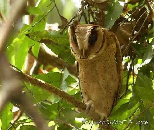 Sri Lanka bay owl Surfbirds Online Photo Gallery Search Results