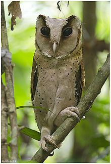 Sri Lanka bay owl httpsuploadwikimediaorgwikipediacommonsthu